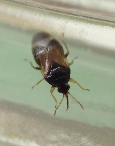 Orius sp.